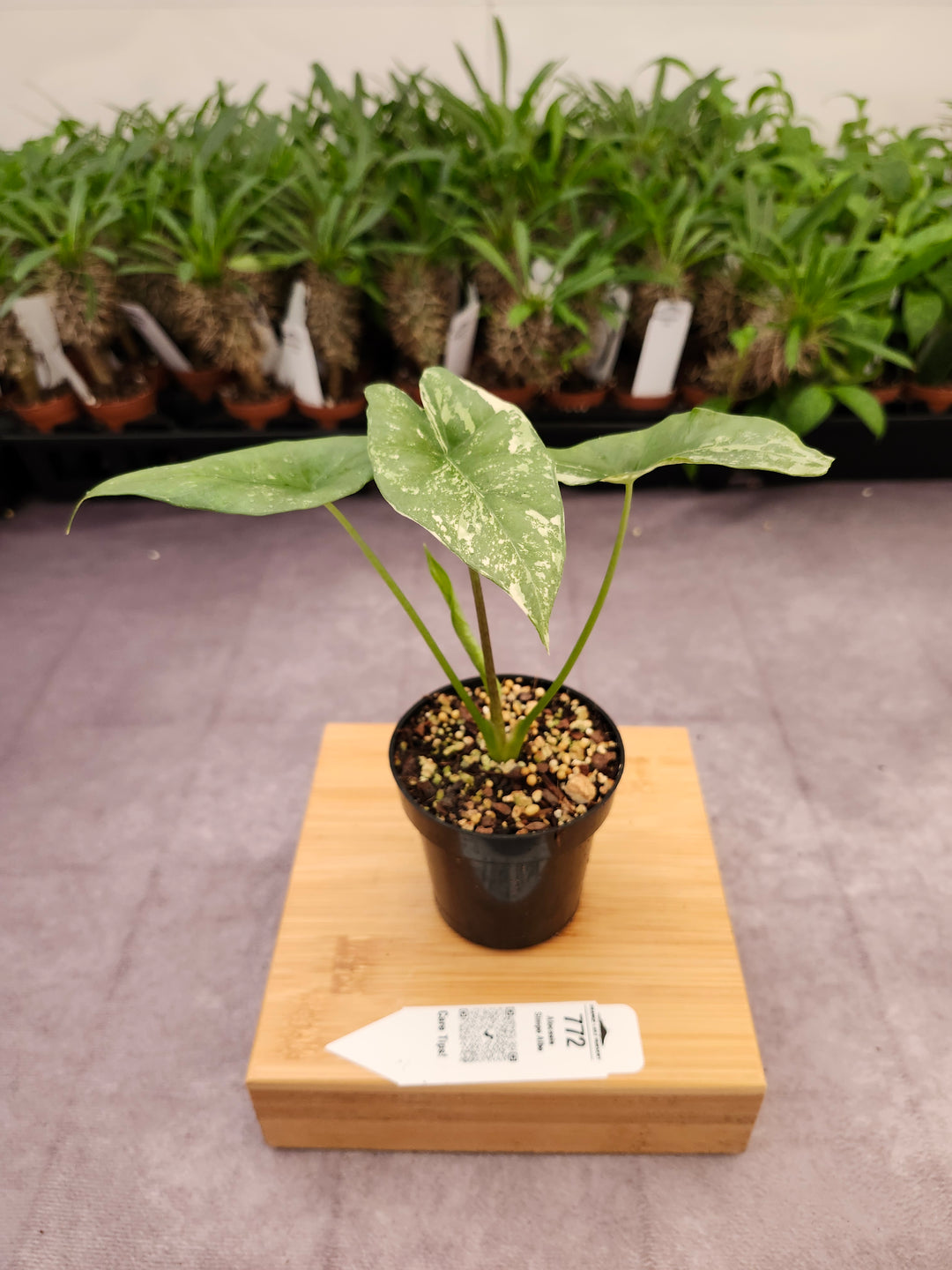 Alocasia Simpo Albo (3in) - 772