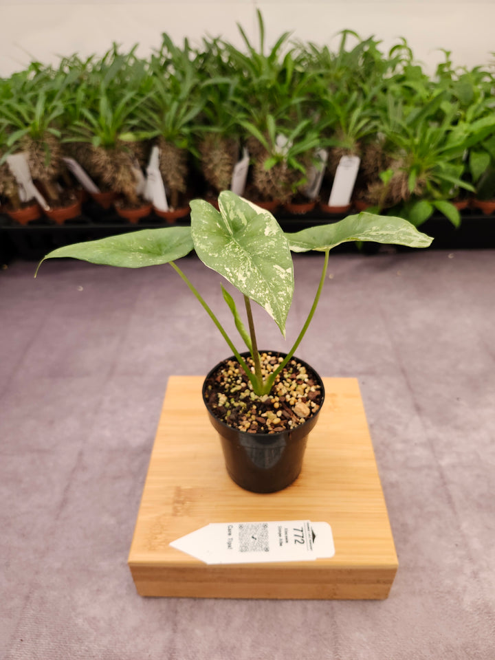 Alocasia Simpo Albo (3in) - 772