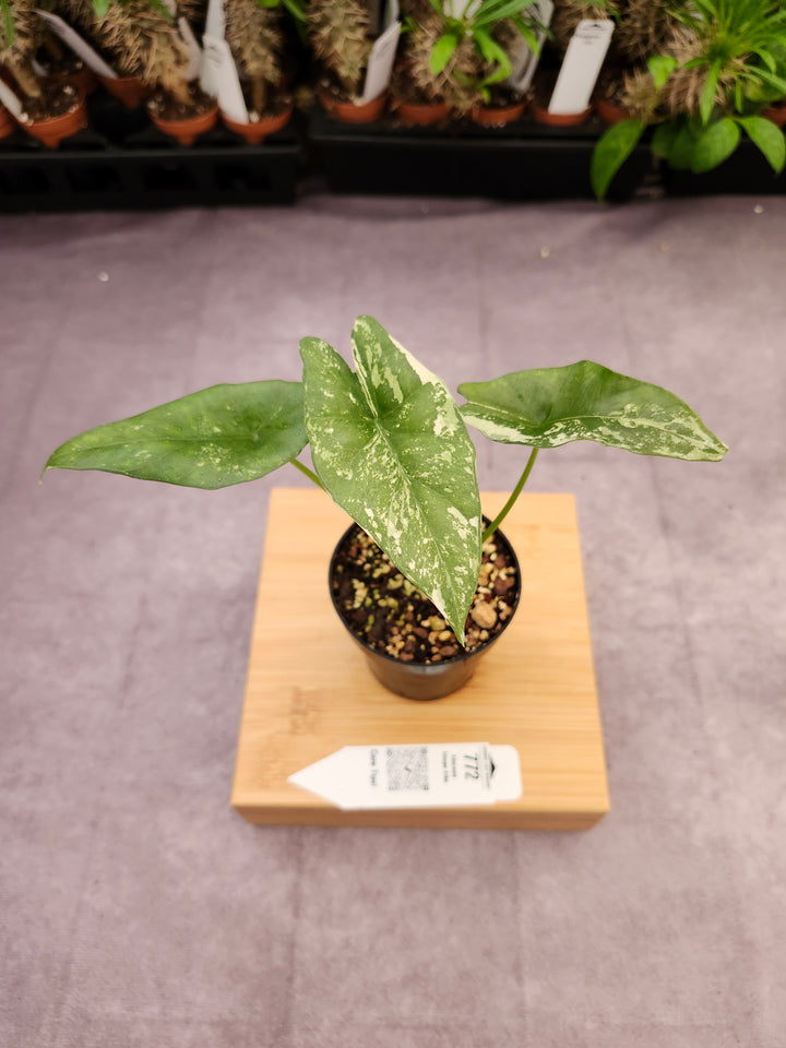 Alocasia Simpo Albo (3in) - 772