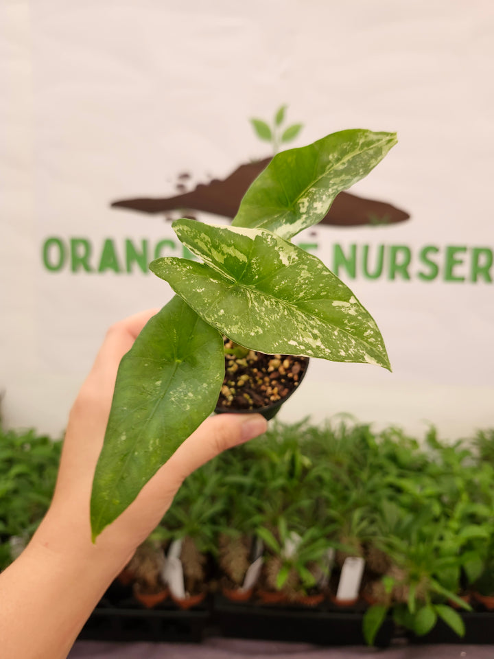 Alocasia Simpo Albo (3in) - 772