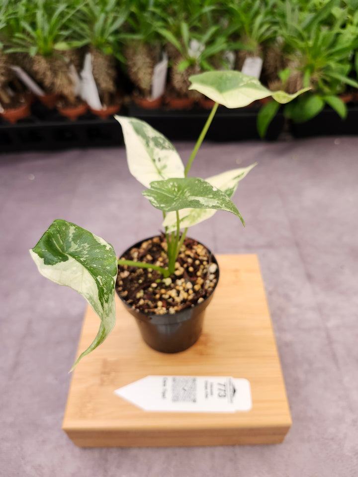 Alocasia Simpo Albo (3in) - 773