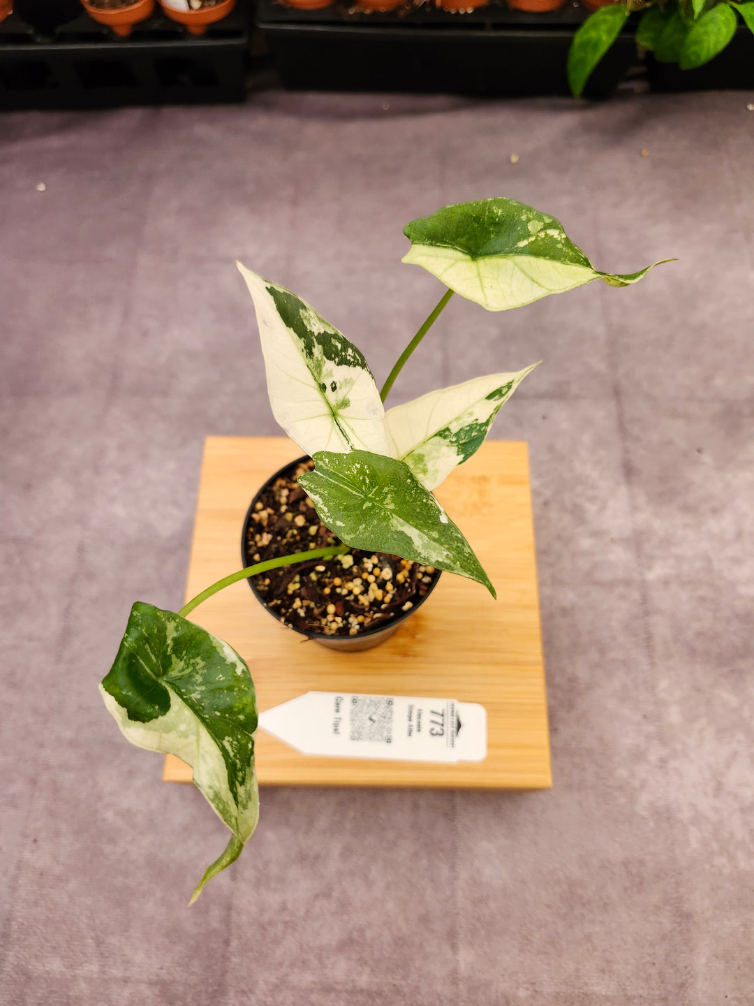 Alocasia Simpo Albo (3in) - 773