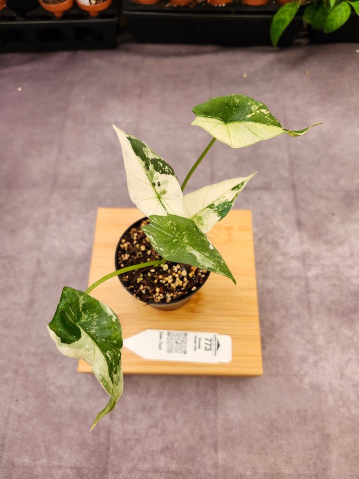 Alocasia Simpo Albo (3in) - 773