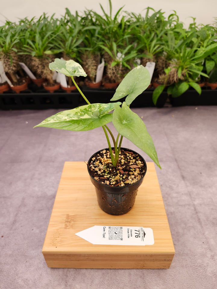 Alocasia Simpo Albo (3in) - 776