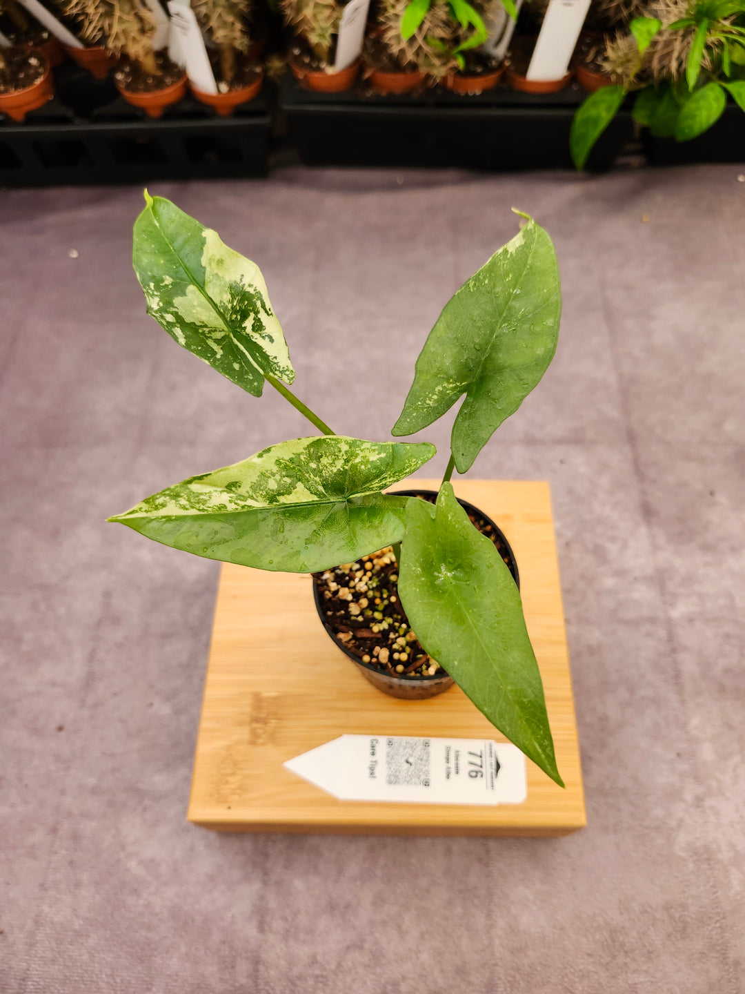 Alocasia Simpo Albo (3in) - 776