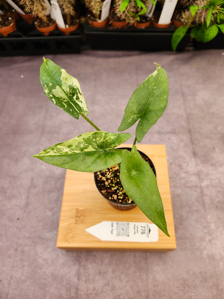 Alocasia Simpo Albo (3in) - 776