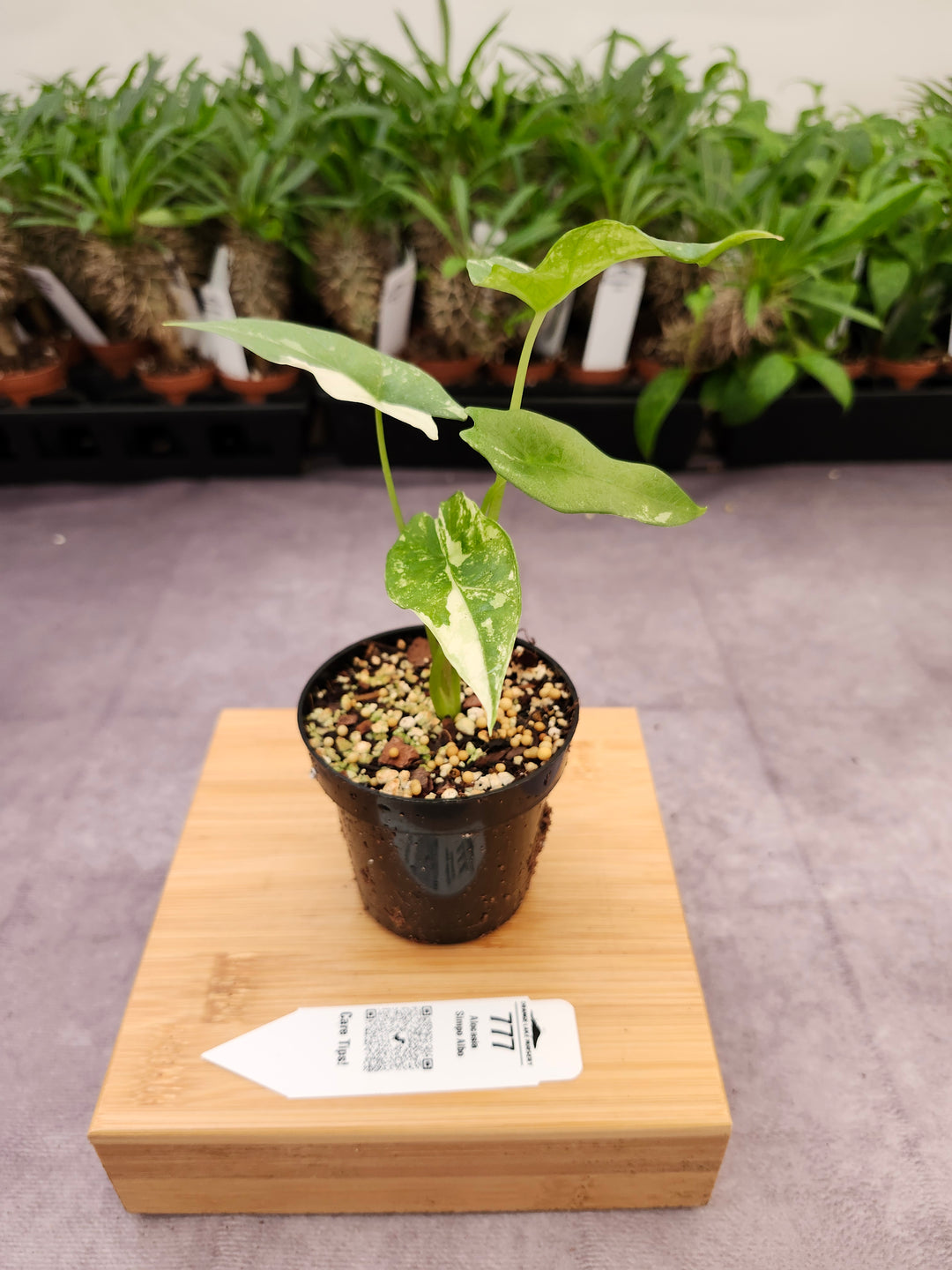 Alocasia Simpo Albo (3in) - 777