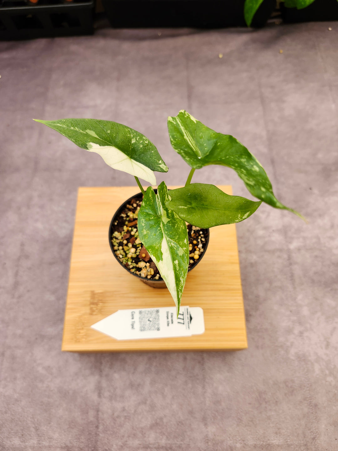 Alocasia Simpo Albo (3in) - 777