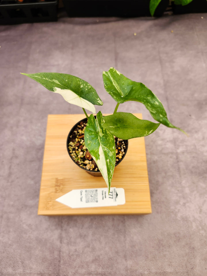 Alocasia Simpo Albo (3in) - 777