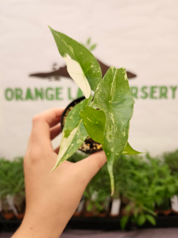 Alocasia Simpo Albo (3in) - 777