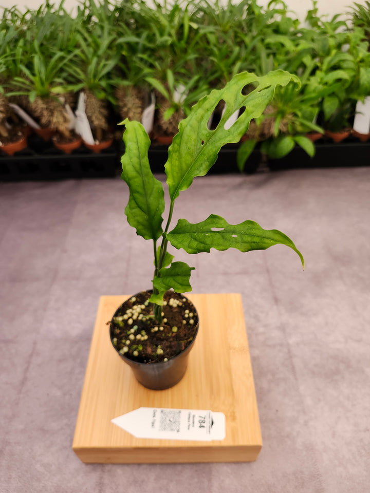 Monstera Obilqua Peru (3in)-784