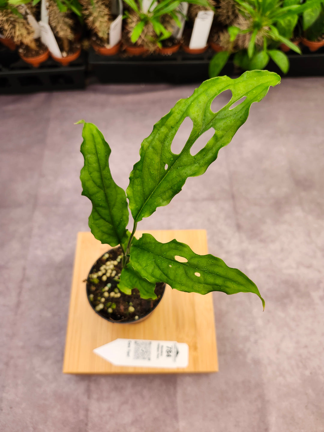 Monstera Obilqua Peru (3in)-784