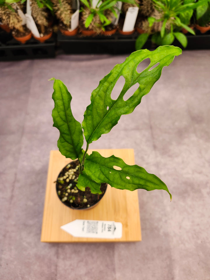 Monstera Obilqua Peru (3in)-784