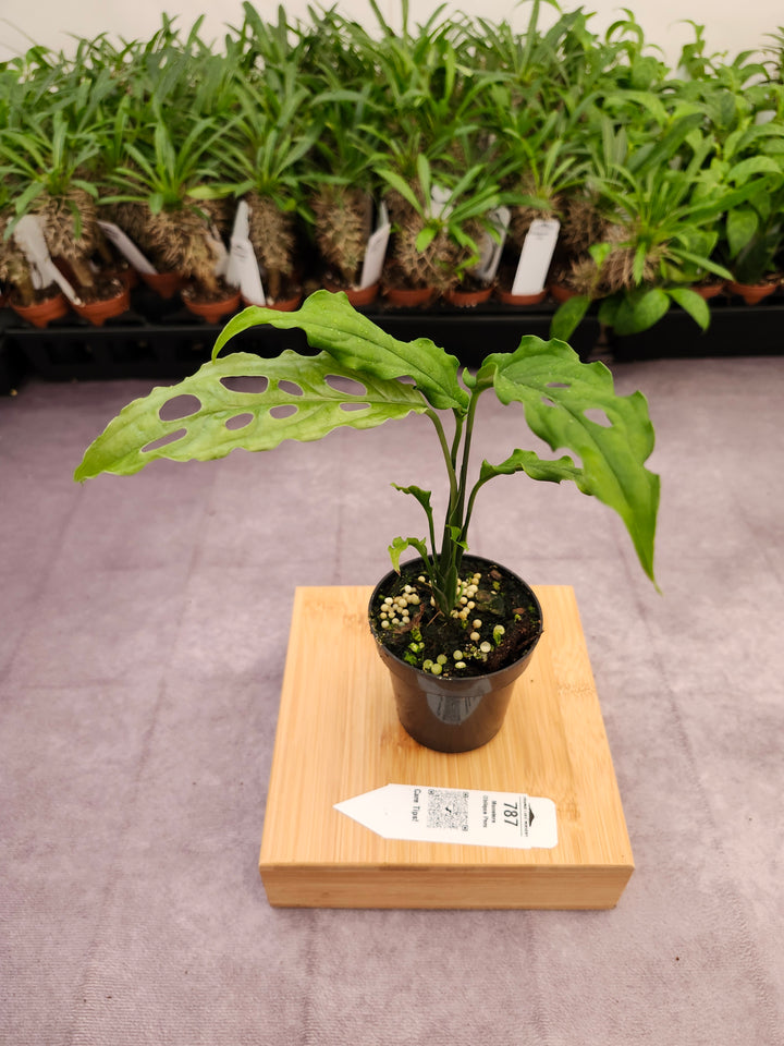 Monstera Obilqua Peru (3in)-787