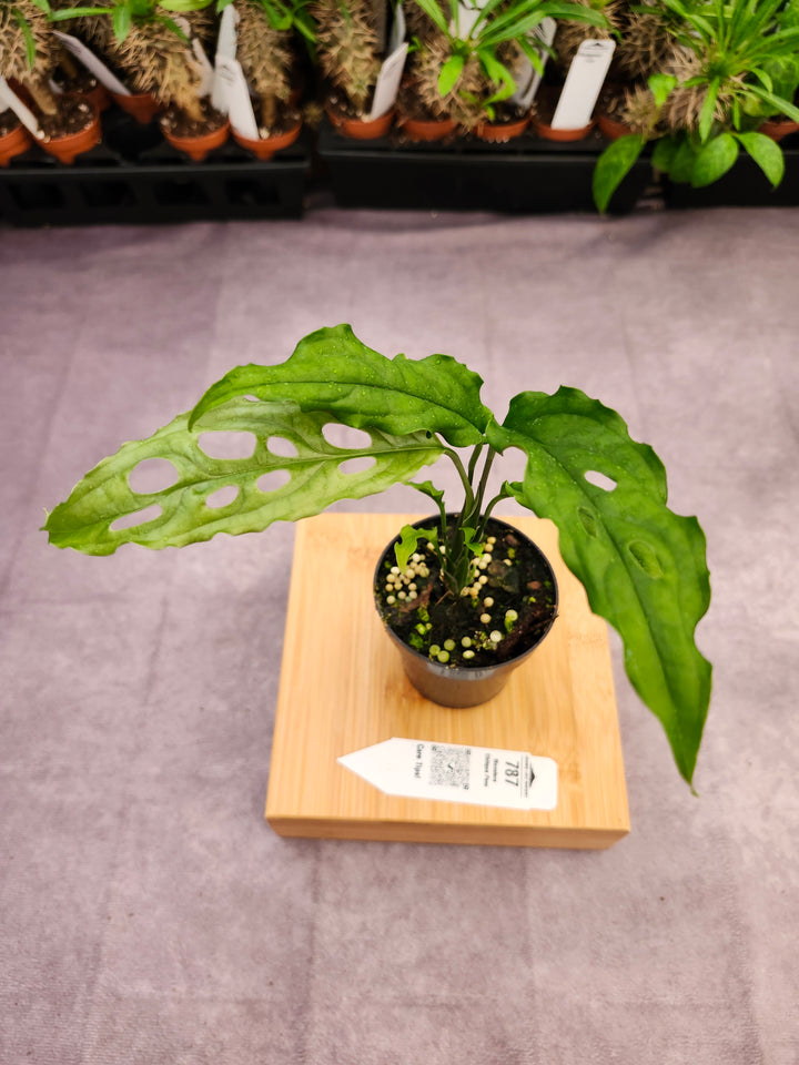 Monstera Obilqua Peru (3in)-787