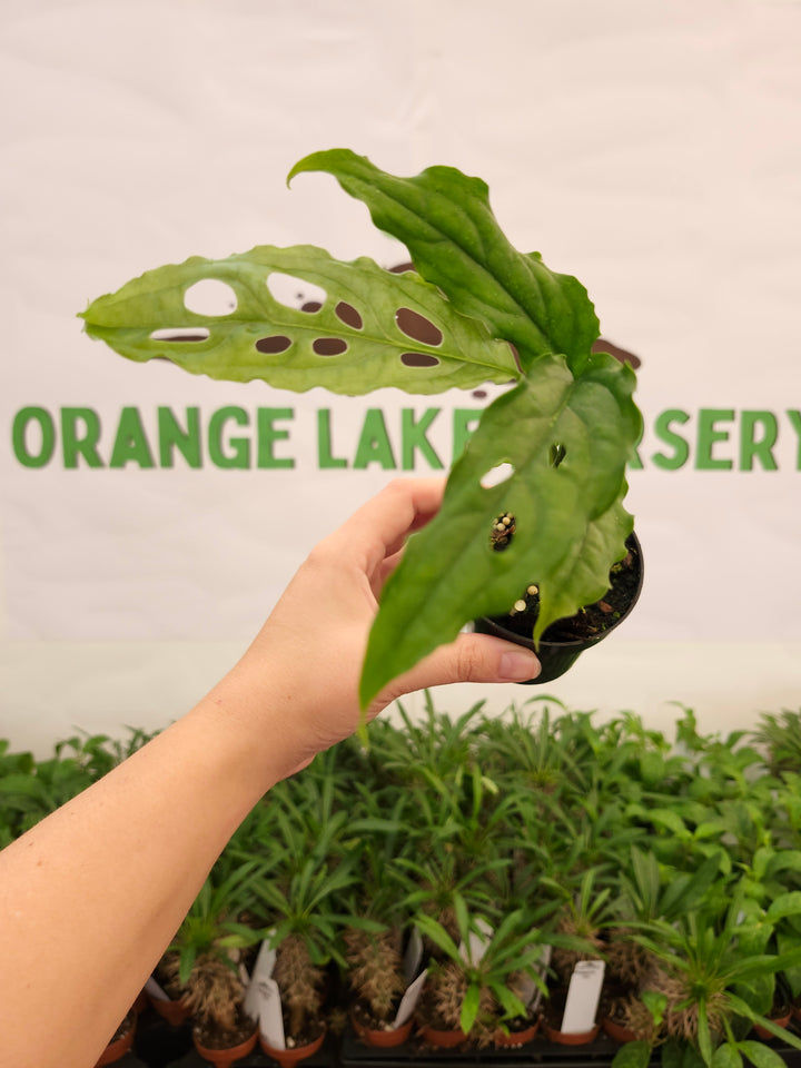 Monstera Obilqua Peru (3in)-787