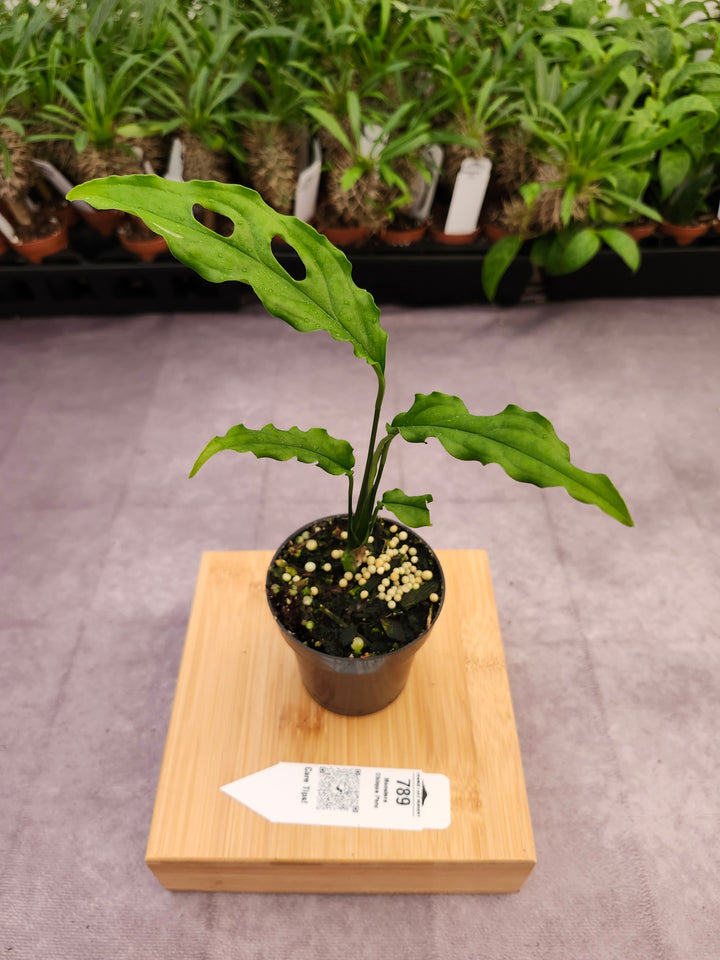 Monstera Obilqua Peru (3in)-789