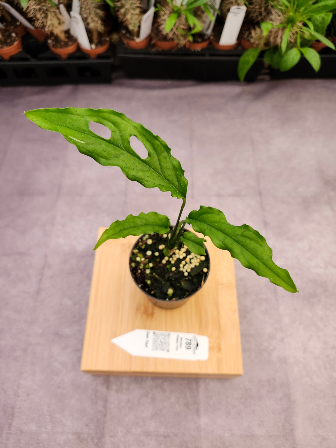 Monstera Obilqua Peru (3in)-789