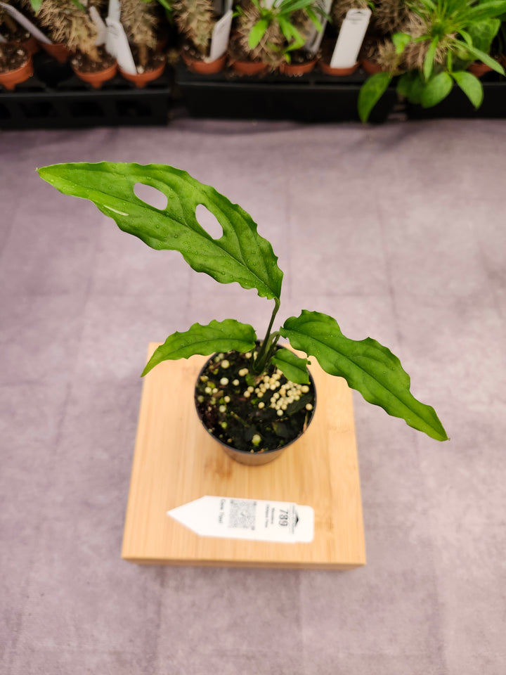 Monstera Obilqua Peru (3in)-789
