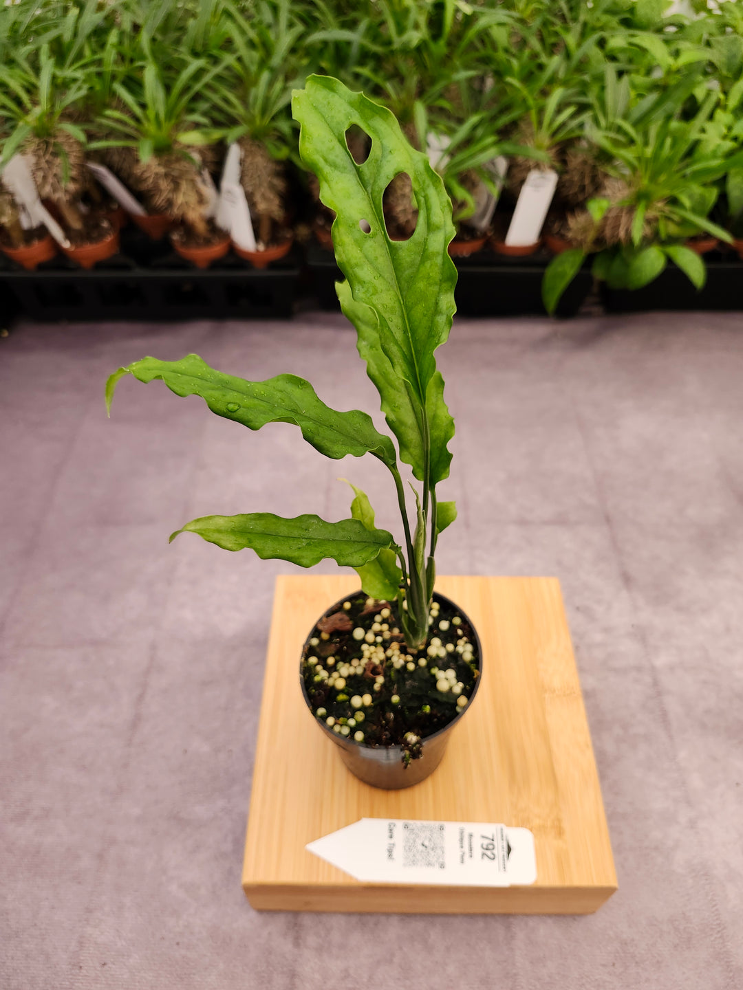 Monstera Obilqua Peru (3in)-792