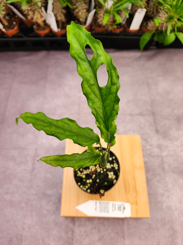 Monstera Obilqua Peru (3in)-792