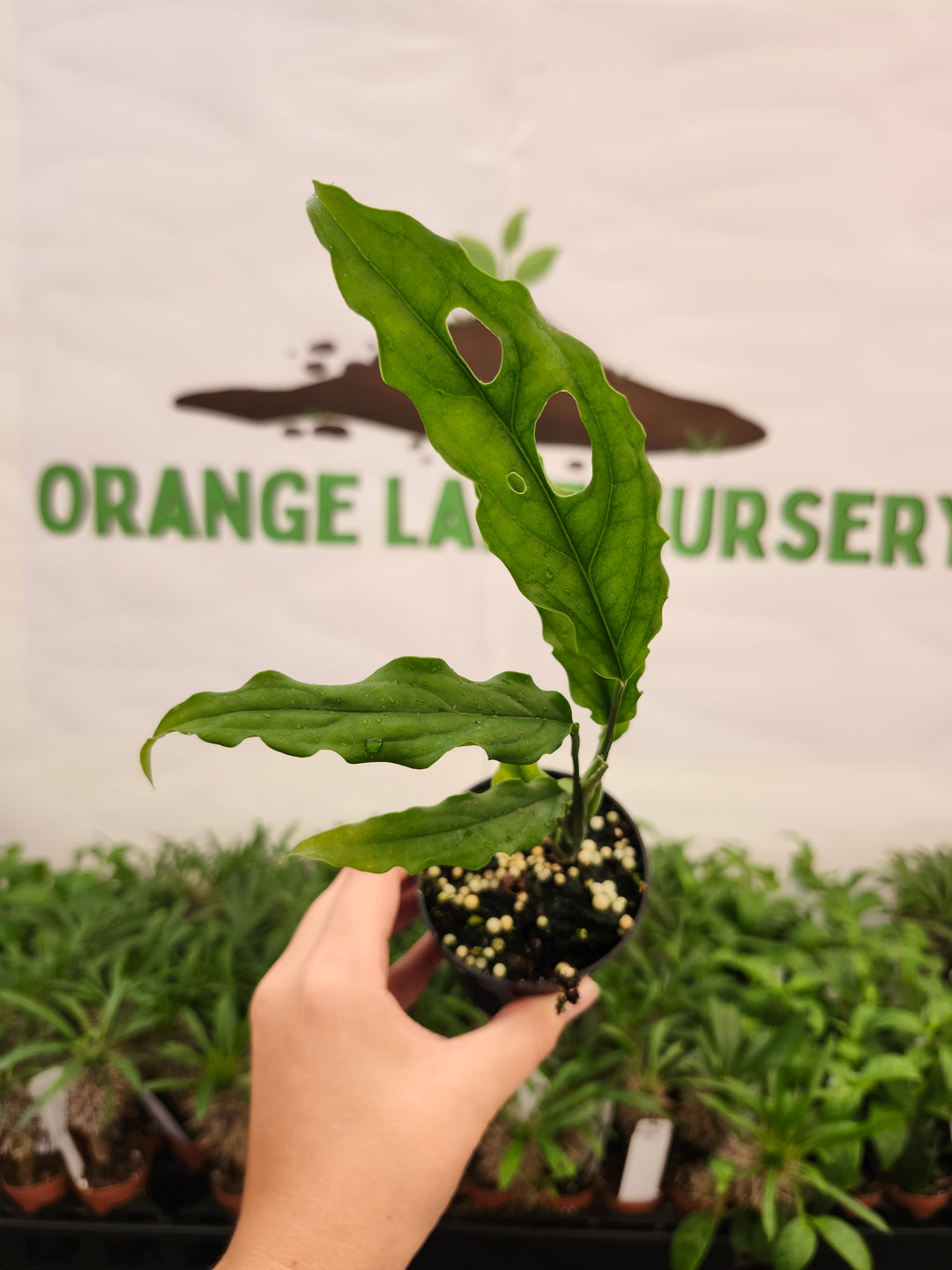 Monstera Obilqua Peru (3in)-792