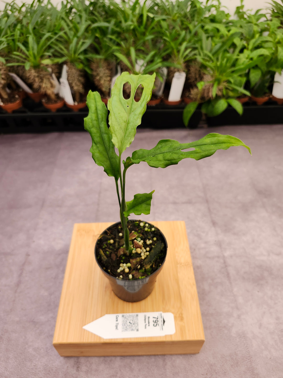 Monstera Obilqua Peru (3in)-795