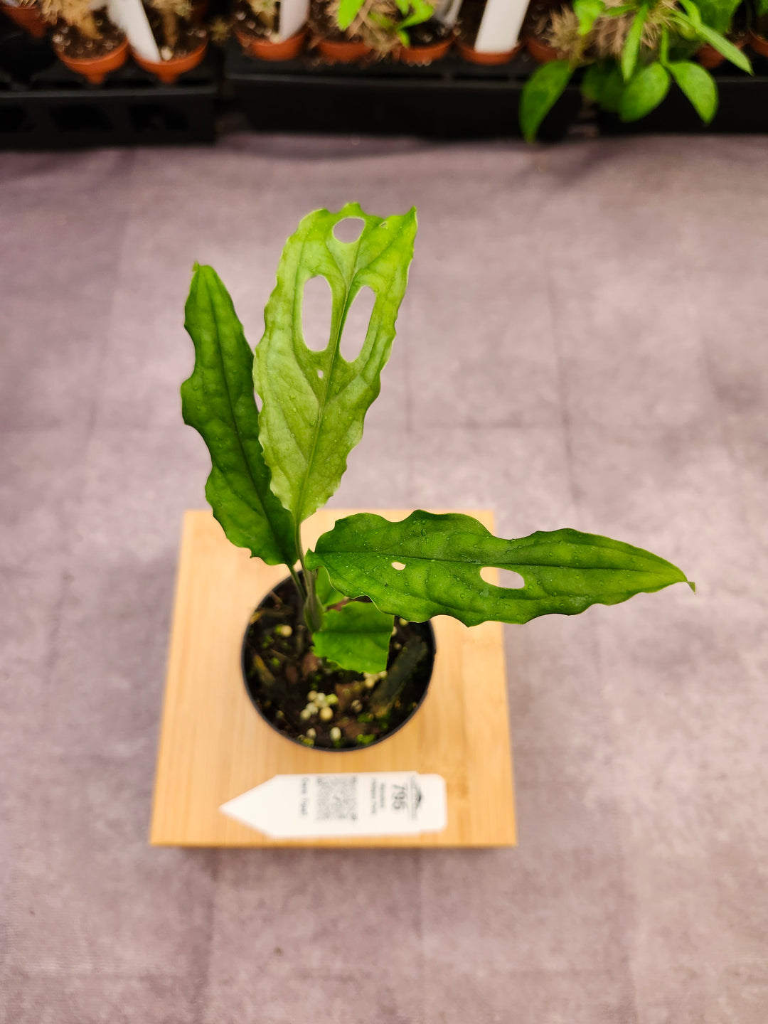 Monstera Obilqua Peru (3in)-795