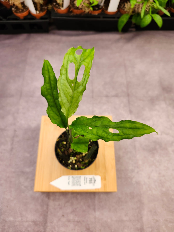 Monstera Obilqua Peru (3in)-795