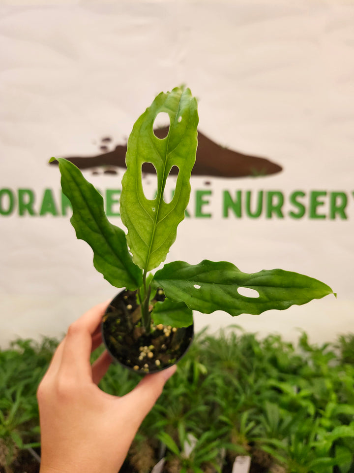 Monstera Obilqua Peru (3in)-795
