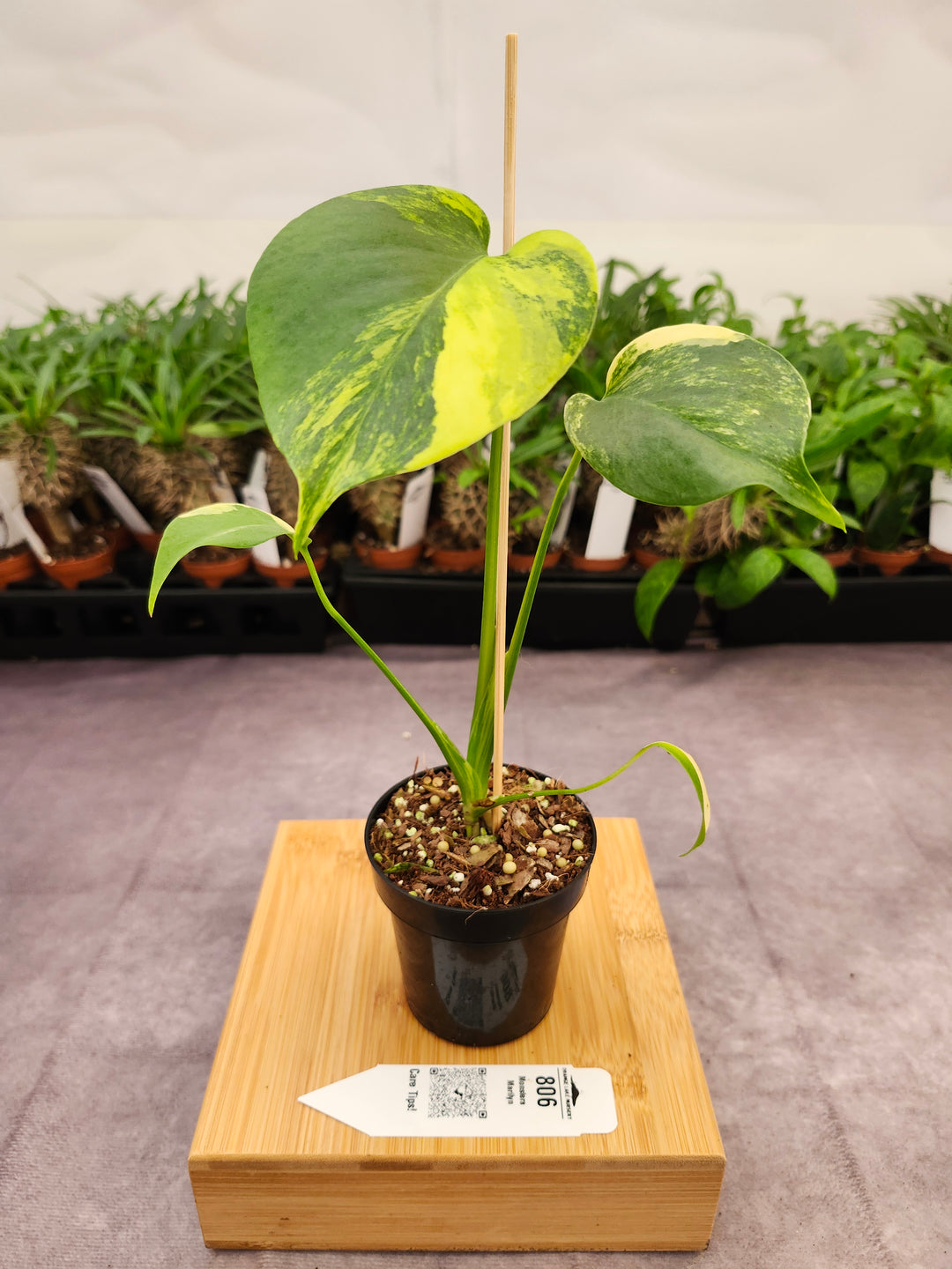 Monstera Deliciosa Yellow Marilyn (3in)-806