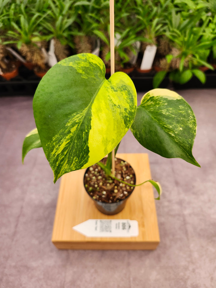 Monstera Deliciosa Yellow Marilyn (3in)-806