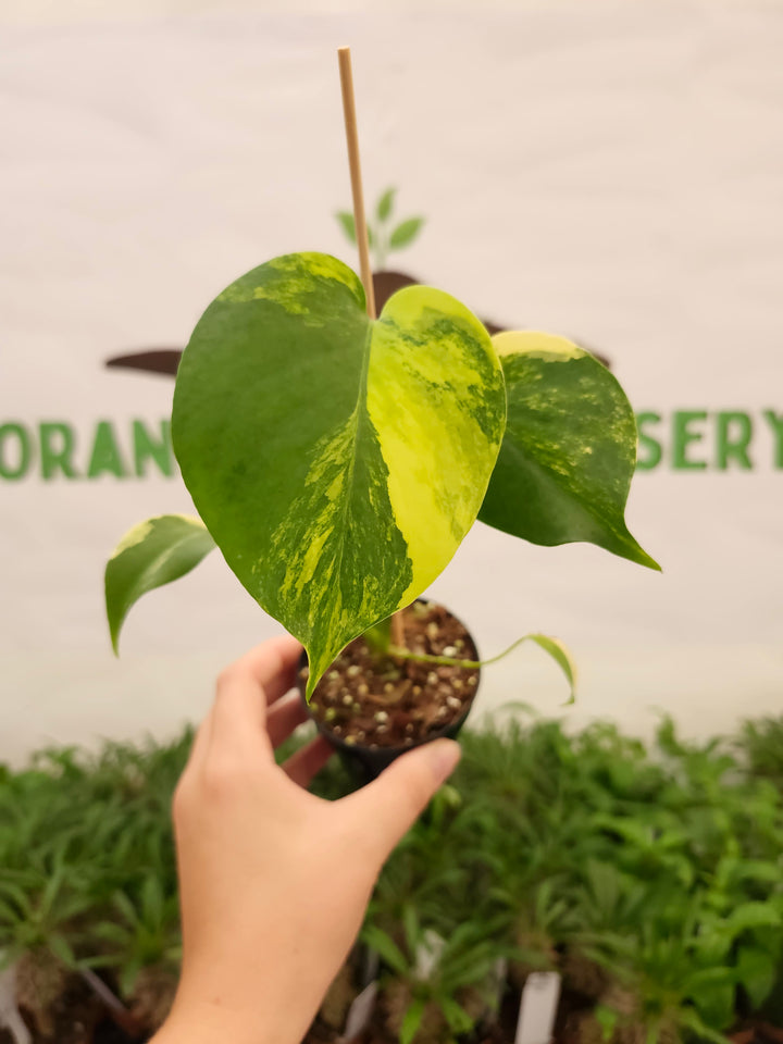 Monstera Deliciosa Yellow Marilyn (3in)-806