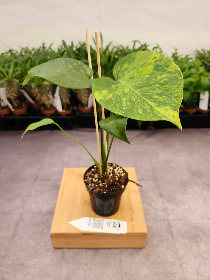 Monstera Deliciosa Yellow Marilyn (3in)-808
