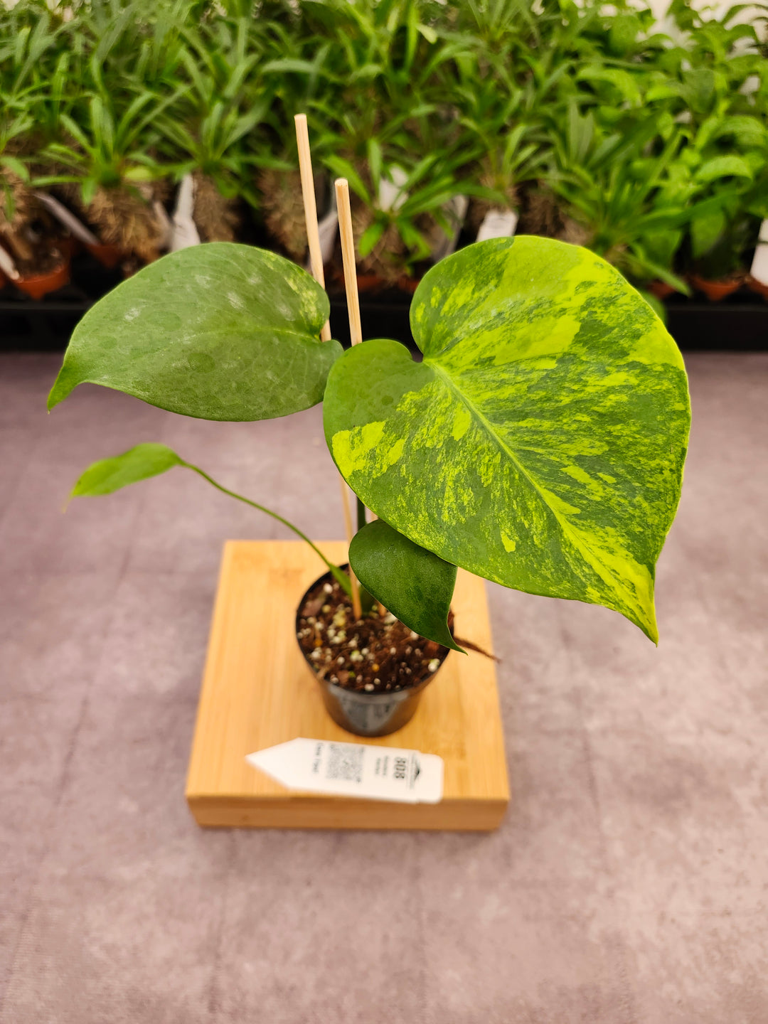 Monstera Deliciosa Yellow Marilyn (3in)-808