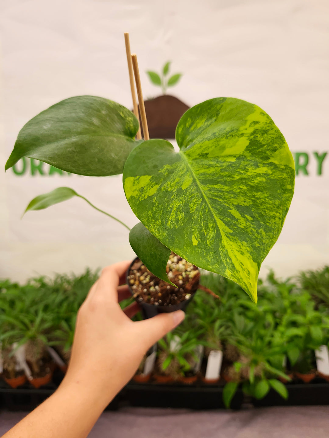 Monstera Deliciosa Yellow Marilyn (3in)-808