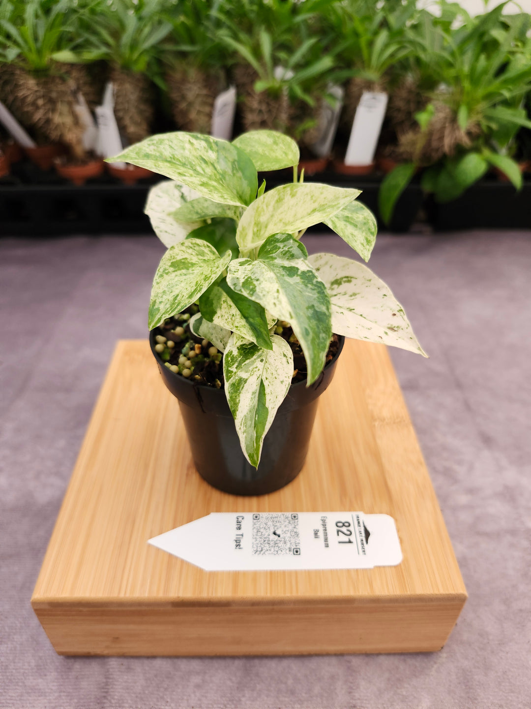Epipremnum Pinnatum &