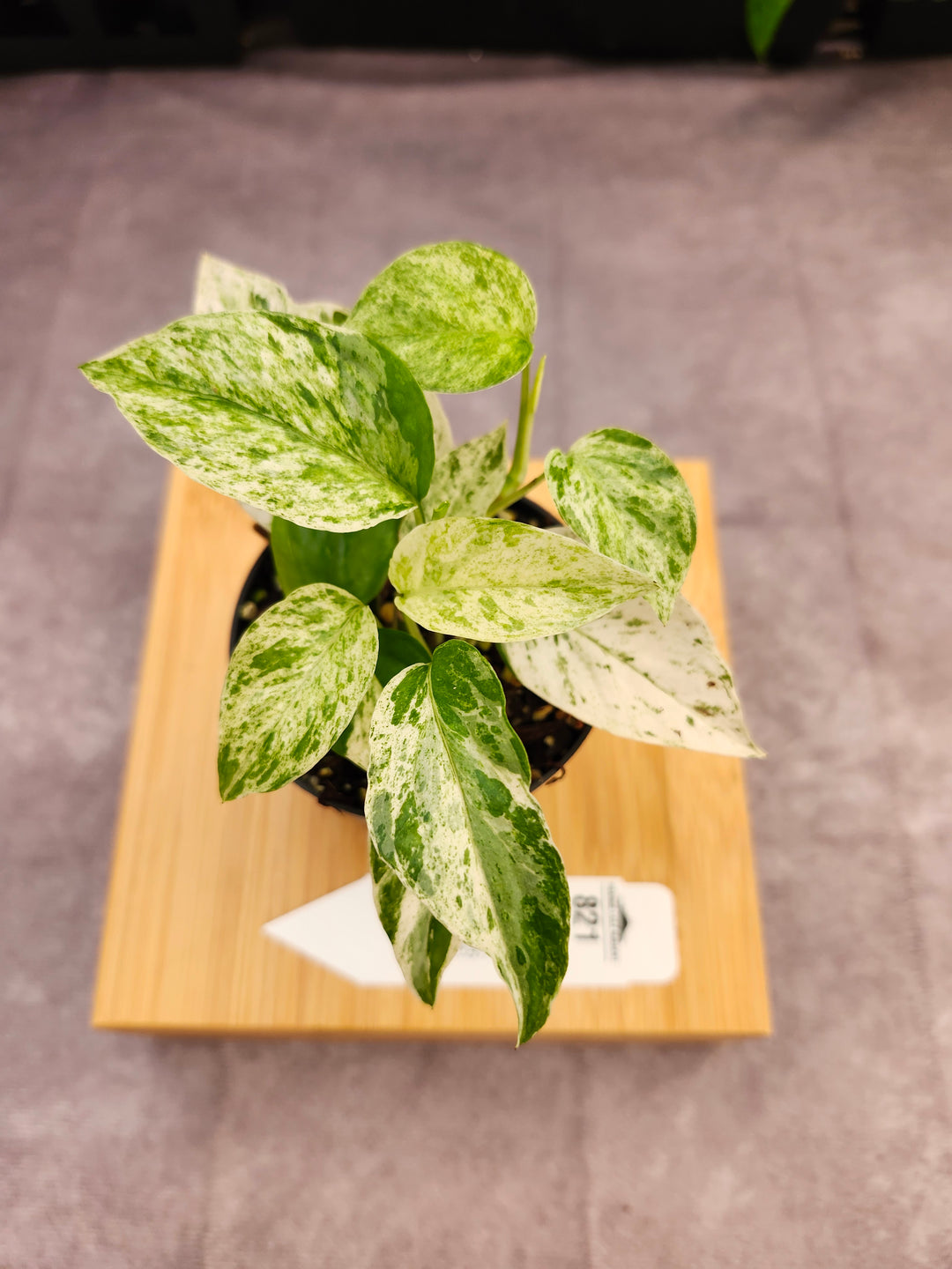 Epipremnum Pinnatum &