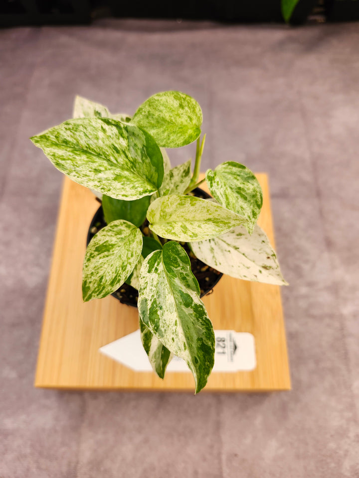 Epipremnum Pinnatum &