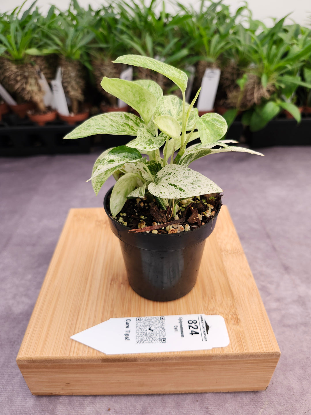 Epipremnum Pinnatum &