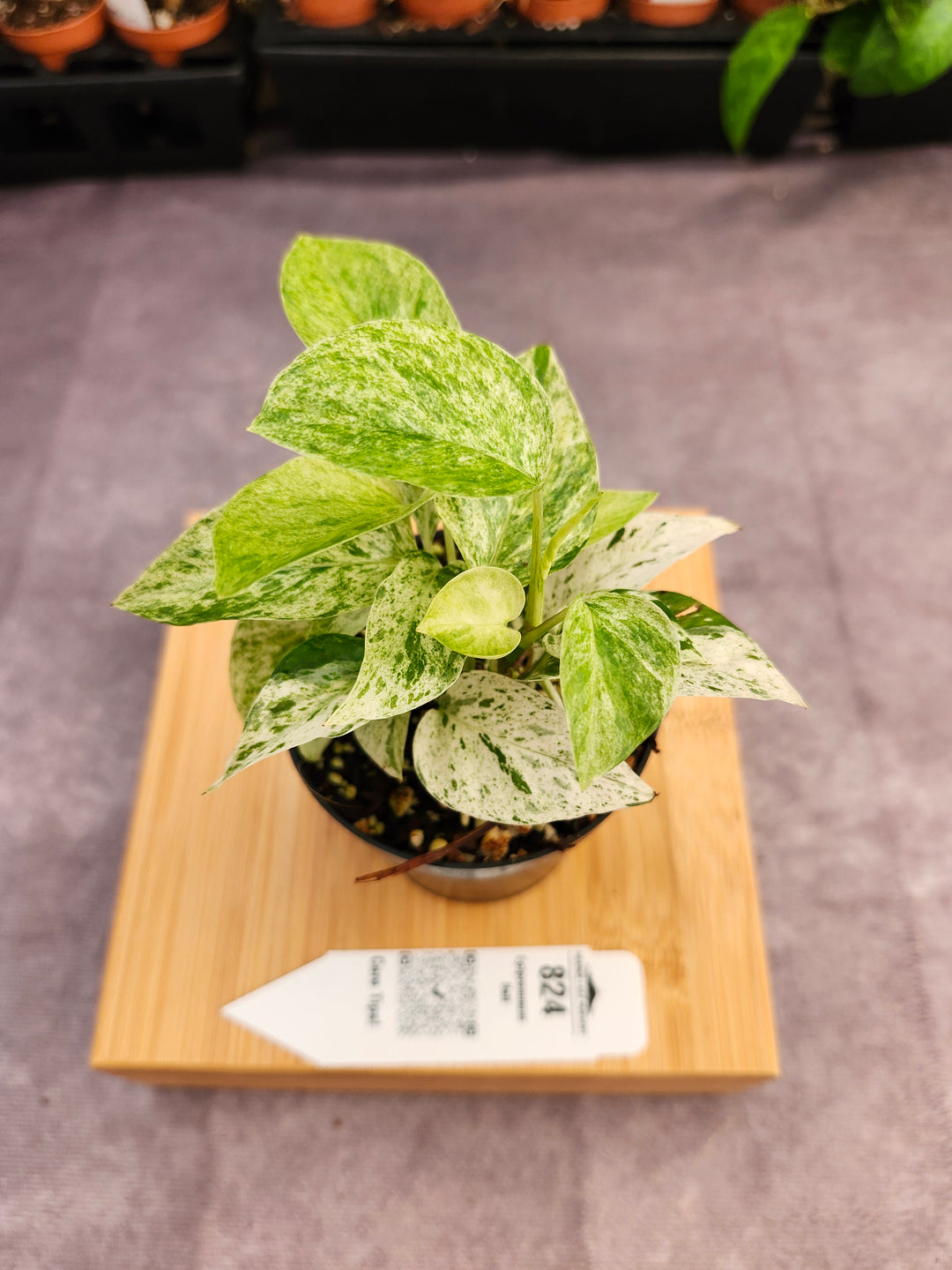 Epipremnum Pinnatum &