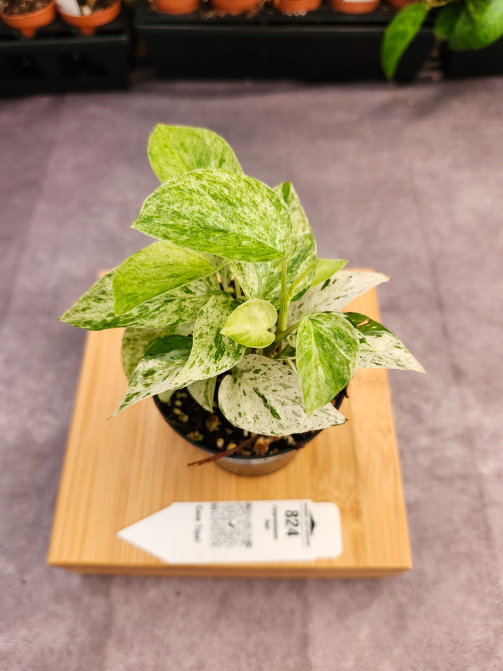 Epipremnum Pinnatum &