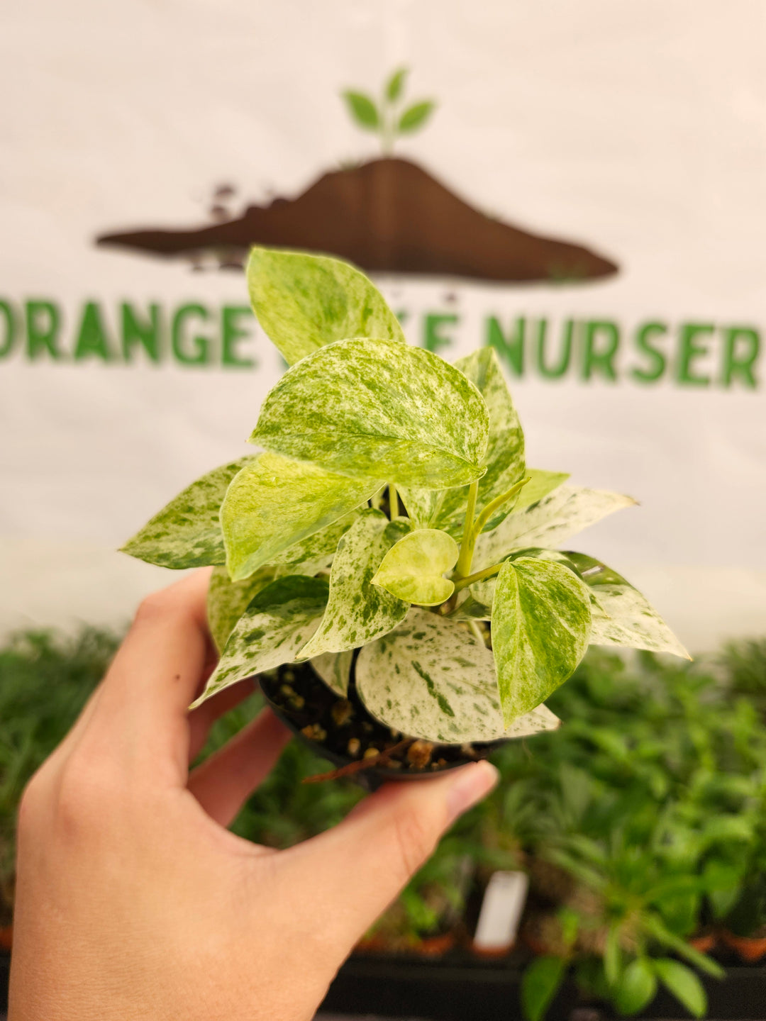 Epipremnum Pinnatum &