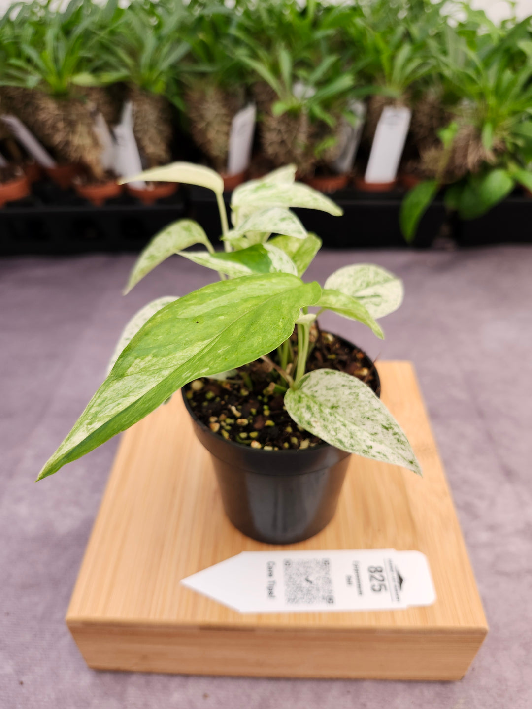 Epipremnum Pinnatum &