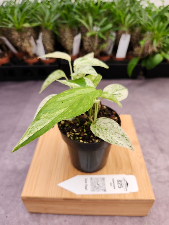 Epipremnum Pinnatum &