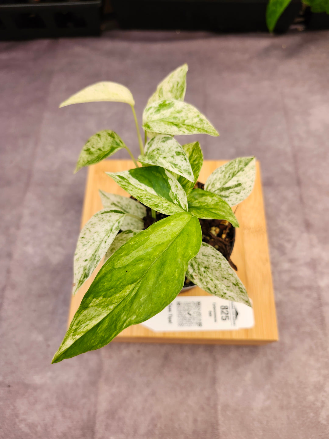 Epipremnum Pinnatum &