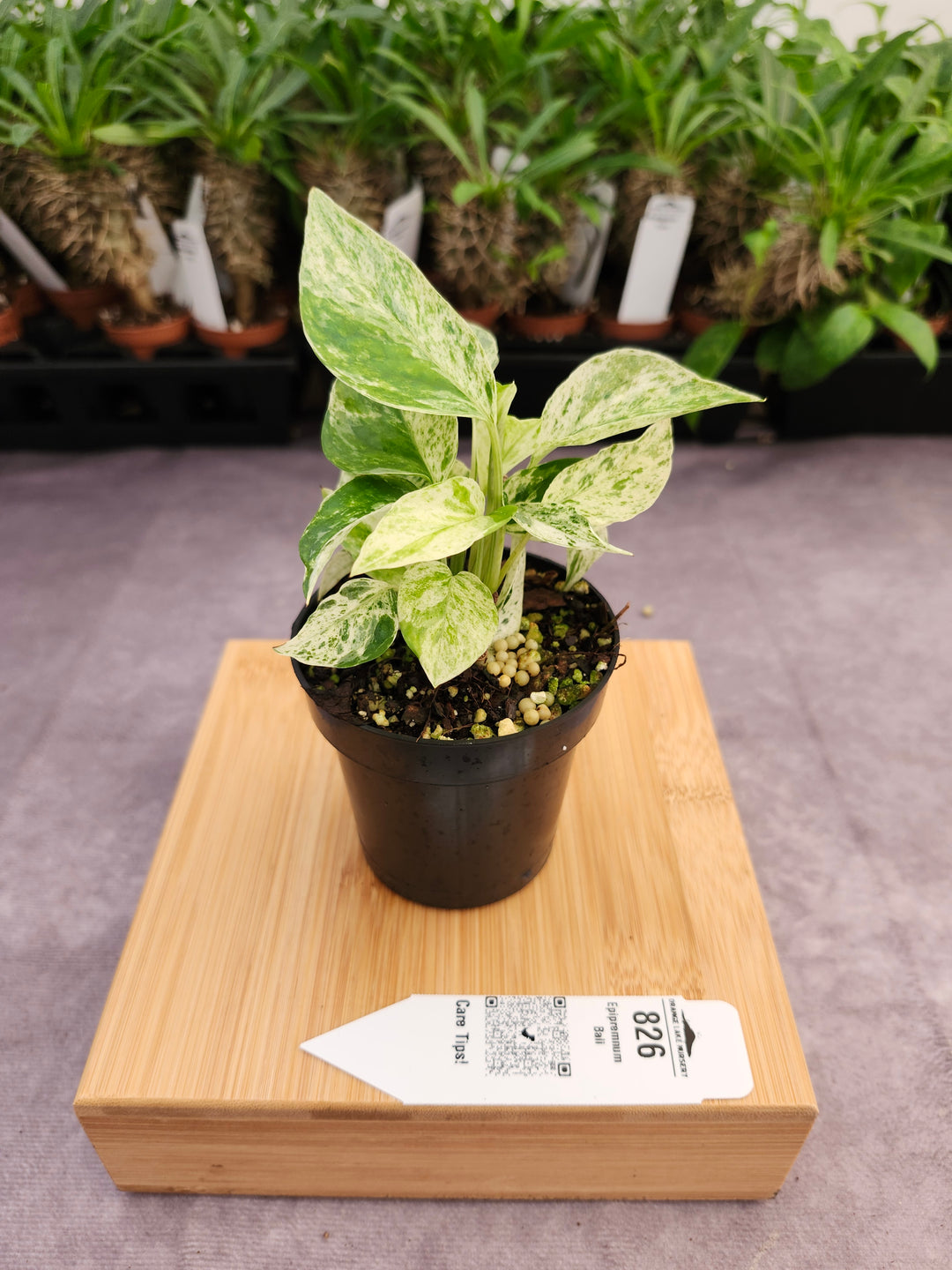 Epipremnum Pinnatum &