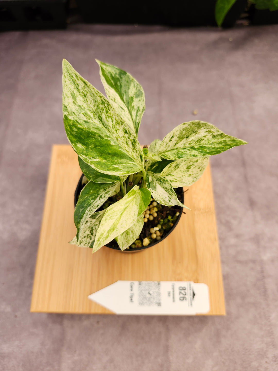 Epipremnum Pinnatum &