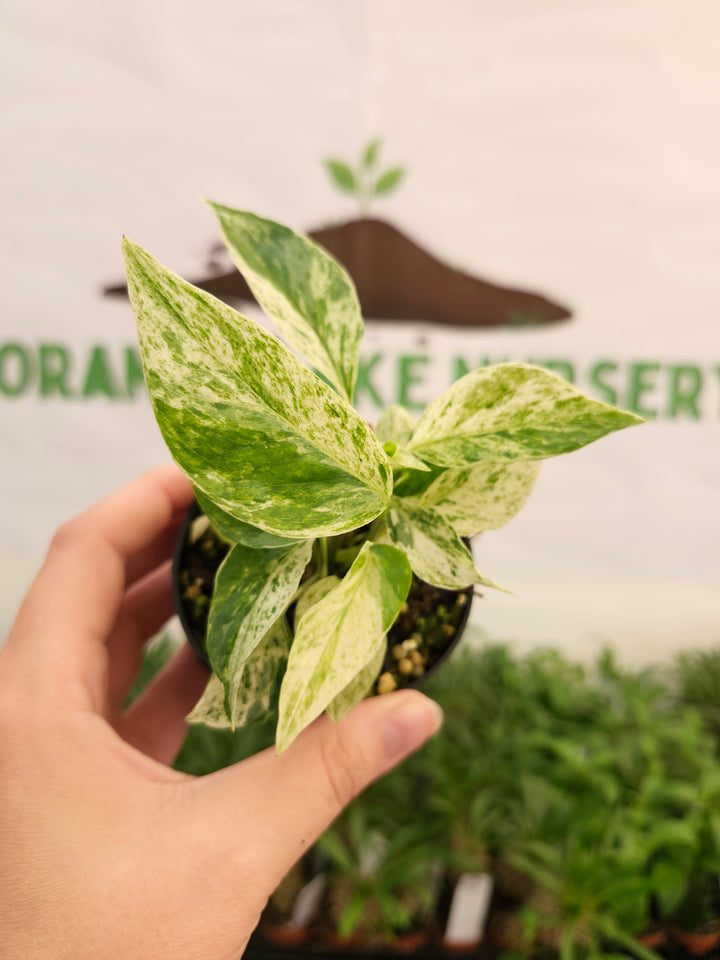 Epipremnum Pinnatum &