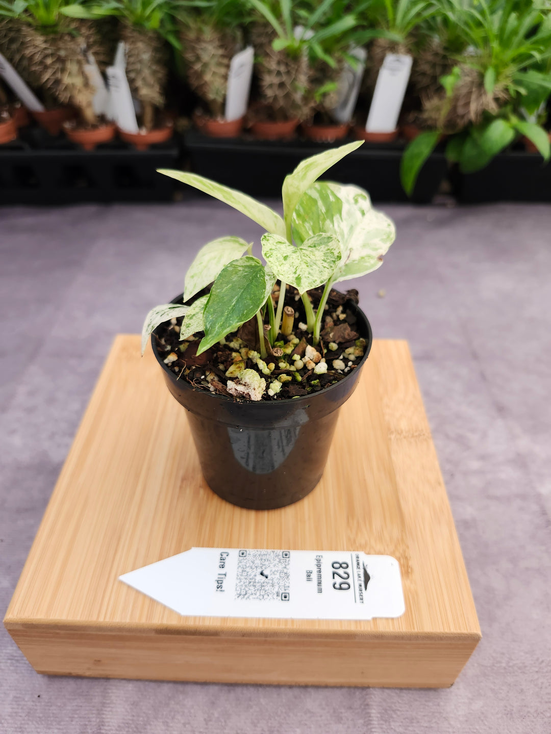 Epipremnum Pinnatum &